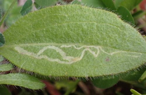 Chromatomyia sp.